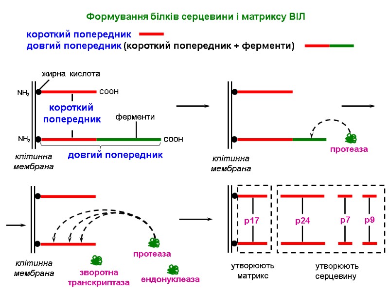 СООН Формування білків серцевини і матриксу ВІЛ короткий попередник довгий попередник (короткий попередник +